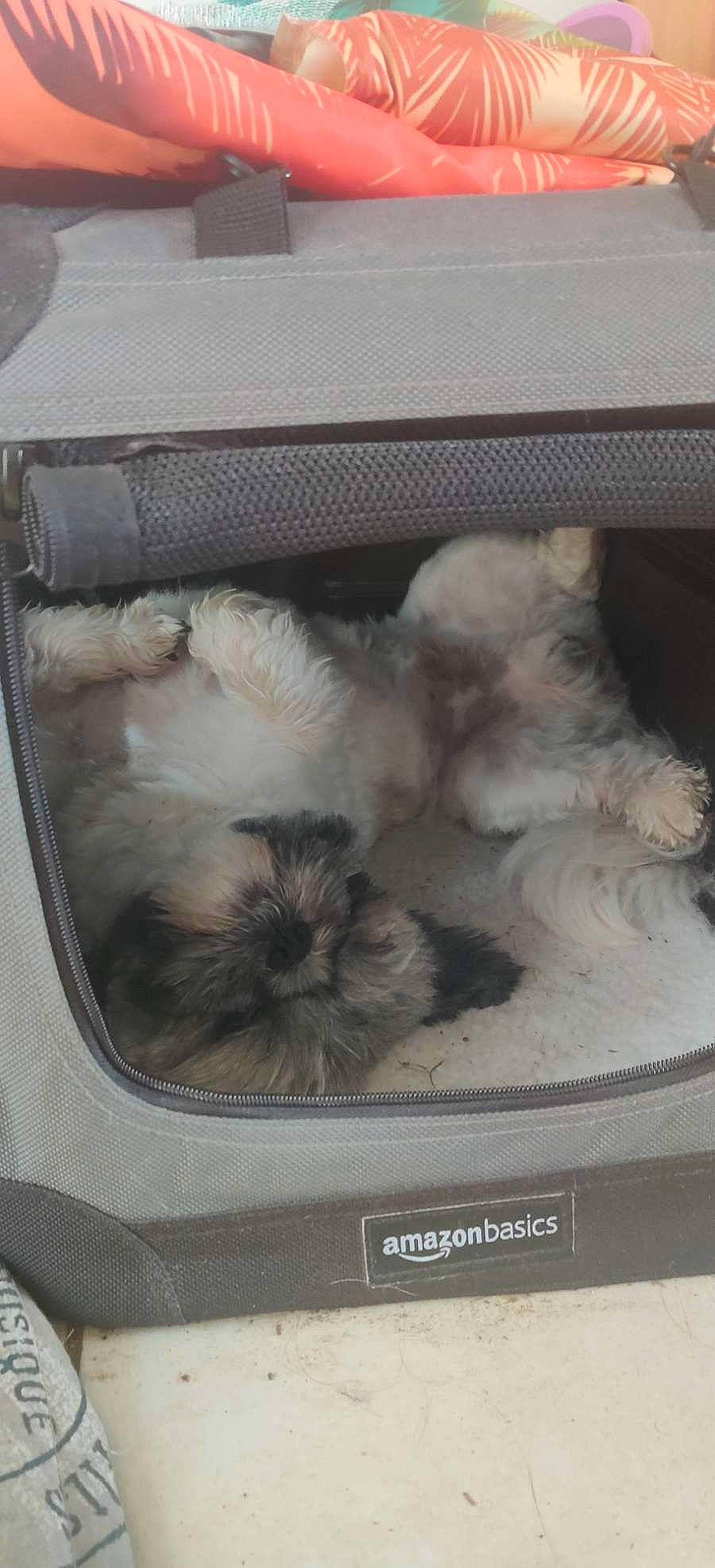 Reese participe au concours pour gagner de l'argent avec cette photo : automotive_exterior, box, canidae, carnivore, cat, comfort, companion_dog, dog_breed, fawn, felidae, fur, gas, luxury_vehicle, major_appliance, personal_luxury_car, small_to_medium_sized_cats, snout, sporting_group, trunk, whiskers