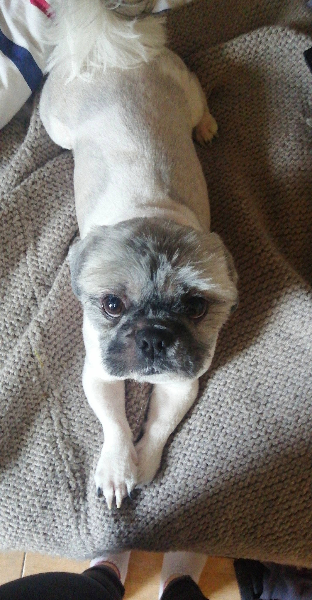 Reese a rejoint le concours — aidez-le/la à gagner de superbes lots ! bored, canidae, carnivore, comfort, companion_dog, dog, dog_breed, eye, fawn, fur, grey, linens, pug, snout, sporting_group, terrestrial_animal, toy_dog, whiskers, working_animal, wrinkle