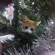 Biscoff is registered to the contest to win money with this photo: cat, orange_cat, christmas_tree, tinsel, greenery, curious, indoor, holiday, decorations, animal, pet, festive, playful, close_up, eyes, whiskers, fur, branch, nature, mischievous