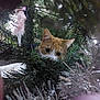 cat, orange_cat, christmas_tree, tinsel, greenery, curious, indoor, holiday, decorations, animal, pet, festive, playful, close_up, eyes, whiskers, fur, branch, nature, mischievous