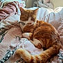 cat, ginger_cat, white_fur, sleeping, bed, blanket, sunlight, indoor, cozy, resting, tail, fur, pet, domestic_cat, animal, cute, relaxed, feline, soft, comfort