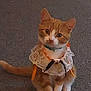 cat, orange_cat, white_paws, lace_collar, ribbons, indoor, carpet, pet, cute, sitting, curious, animal, feline, domestic_cat, collar, costume, adorable, small, young_cat, looking