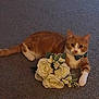 cat, orange_cat, white_cat, bow_tie, flowers, bouquet, carpet, pet, indoor, animal, cute, relaxed, laying_down, curious, feline, domestic_cat, whiskers, paws, tail, close_up
