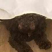 Penny joined the competition — help win amazing prizes! animal, bedspread, brown_dog, canine, companion, curly_fur, dog, domestic_animal, floor_texture, fur, indoor, looking_up, lying_down, mammal, mouth_open, pet, relaxed, resting, sleepy, wooden_floor