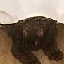 animal, bedspread, brown_dog, canine, companion, curly_fur, dog, domestic_animal, floor_texture, fur, indoor, looking_up, lying_down, mammal, mouth_open, pet, relaxed, resting, sleepy, wooden_floor
