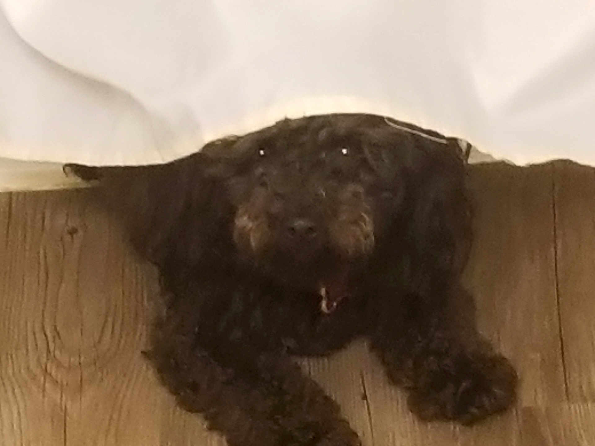 Penny