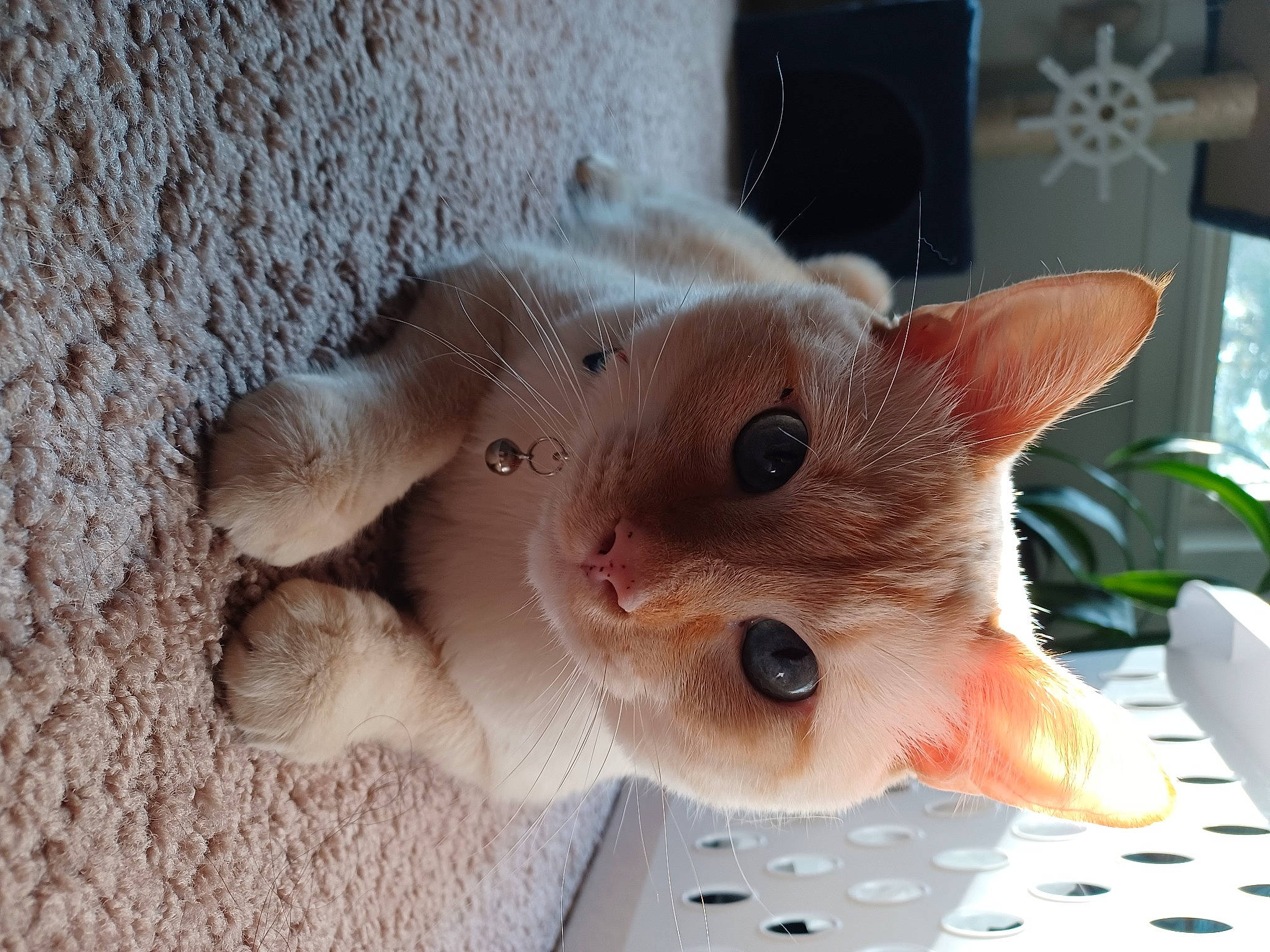 Titan joined the competition — help win amazing prizes! carnivore, cat, claw, domestic_short_haired_cat, fawn, felidae, fur, paw, plant, small_to_medium_sized_cats, snout, tail, whiskers, wood