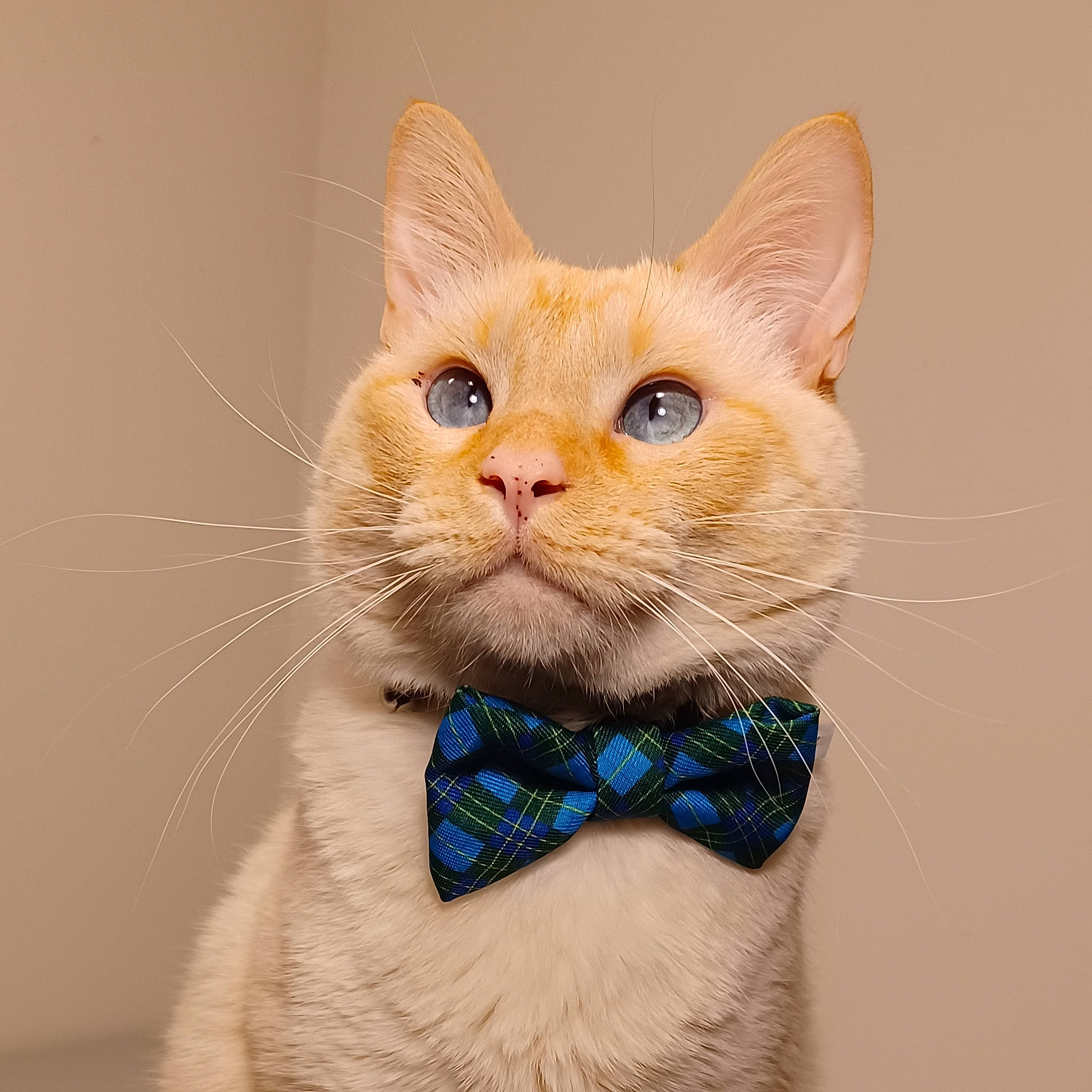 Titan joined the competition — help win amazing prizes! art, bow_tie, carnivore, cat, collar, domestic_short_haired_cat, electric_blue, fashion_accessory, fawn, felidae, fur, gesture, paw, pet_supply, photo_caption, small_to_medium_sized_cats, snout, tail, terrestrial_animal, whiskers