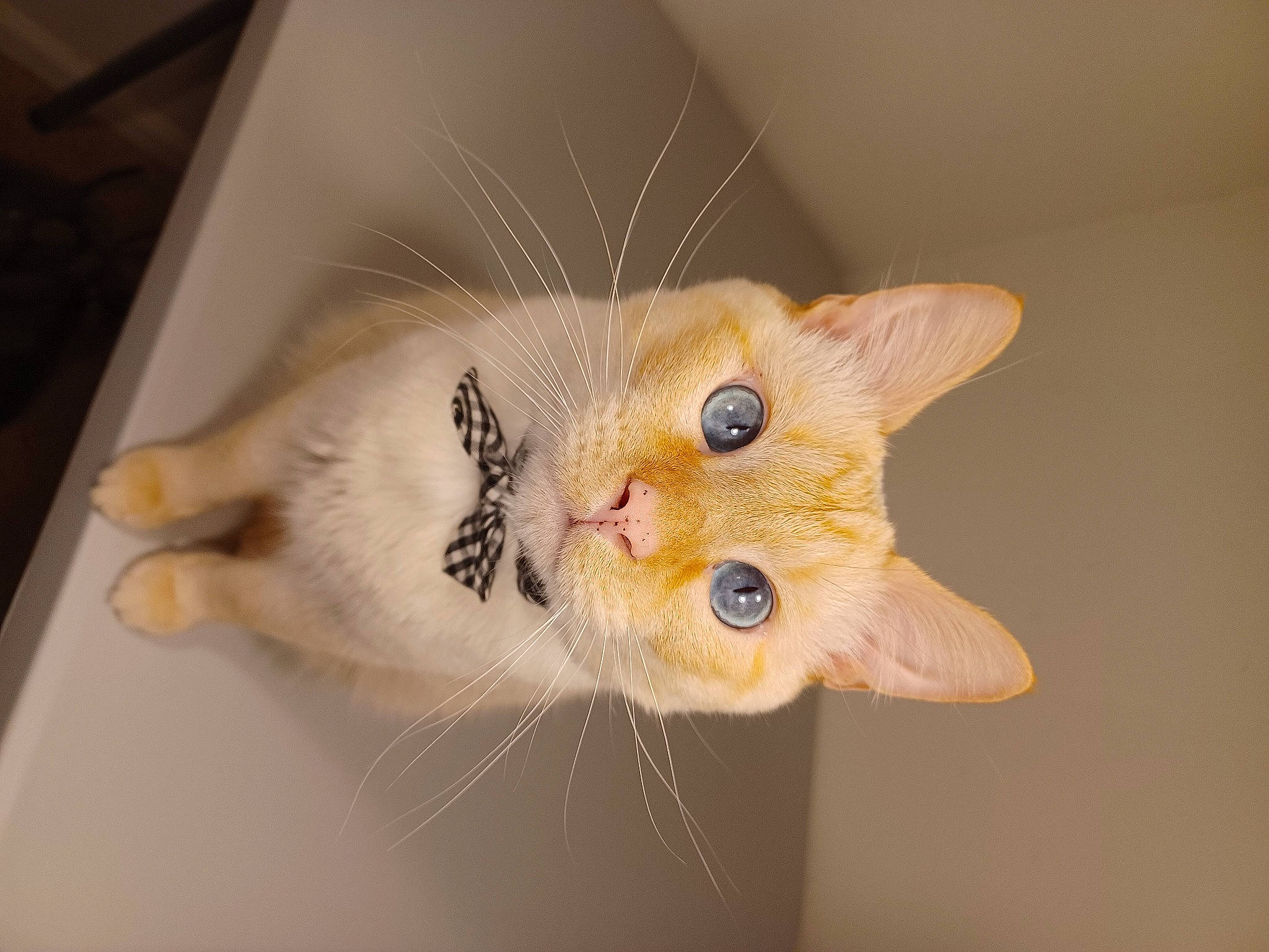 Titan joined the competition — help win amazing prizes! carnivore, cat, claw, domestic_short_haired_cat, fawn, felidae, fur, paw, small_to_medium_sized_cats, snout, tail, whiskers