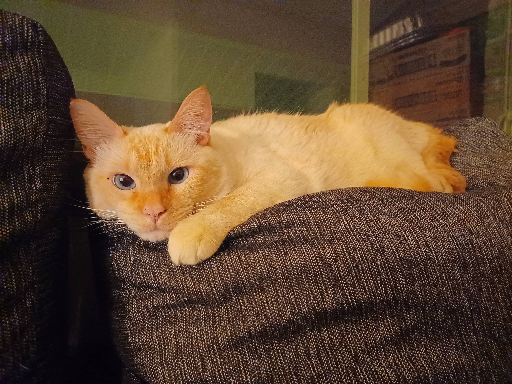 Titan joined the competition — help win amazing prizes! carnivore, cat, claw, comfort, domestic_short_haired_cat, fawn, felidae, fur, hardwood, paw, sitting, small_to_medium_sized_cats, snout, tail, whiskers, wood