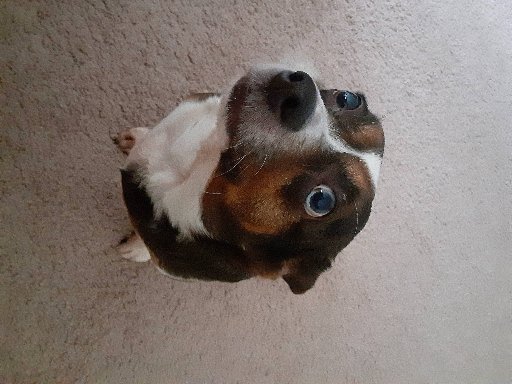 Mocha is registered to the contest to win money with this photo: canidae, carnivore, companion_dog, dog, dog_breed, event, fawn, fur, liver, non_sporting_group, paw, puppy, snout, sporting_group, terrestrial_animal, whiskers, working_animal