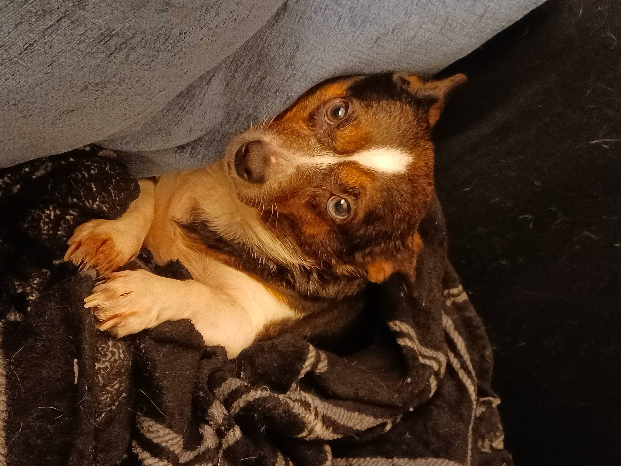 Mocha is registered to the contest to win money with this photo: canidae, carnivore, companion_dog, dog, dog_breed, ear, fawn, fur, guard_dog, hunting_dog, liver, paw, soil, sporting_group, street_dog, terrestrial_animal, whiskers, wood, working_animal