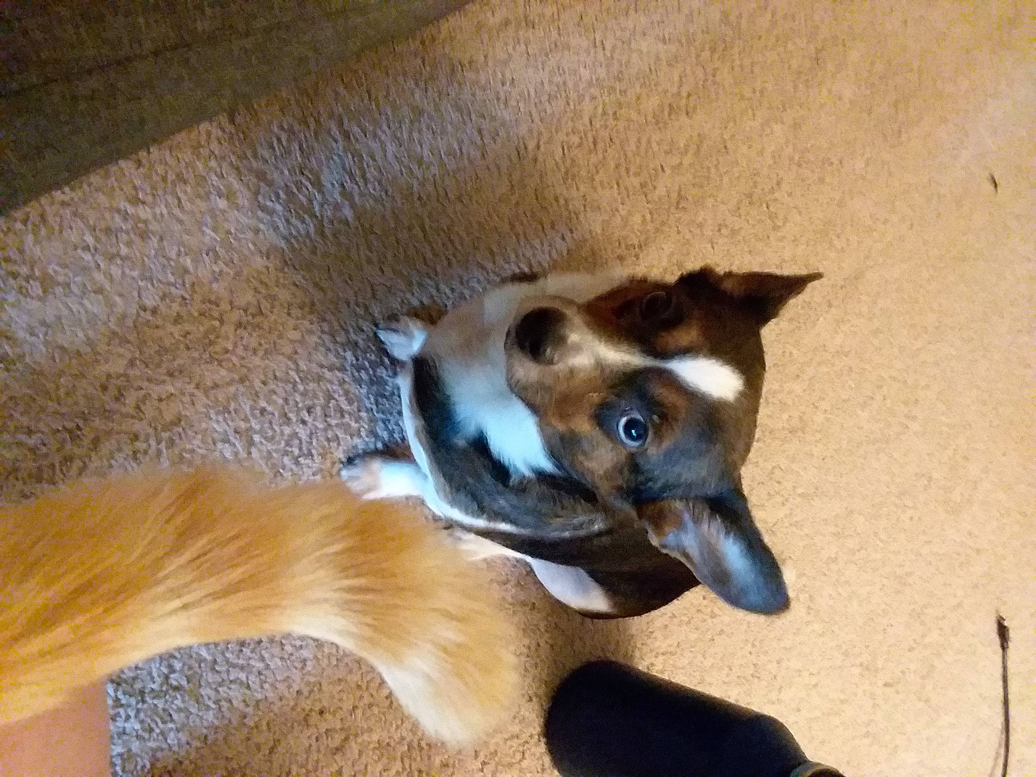 Mocha joined the competition — help win amazing prizes! canidae, carnivore, comfort, companion_dog, dog, dog_breed, dog_supply, door, fawn, felidae, flooring, hardwood, paw, snout, sporting_group, tail, terrestrial_animal, whiskers, wood, working_animal