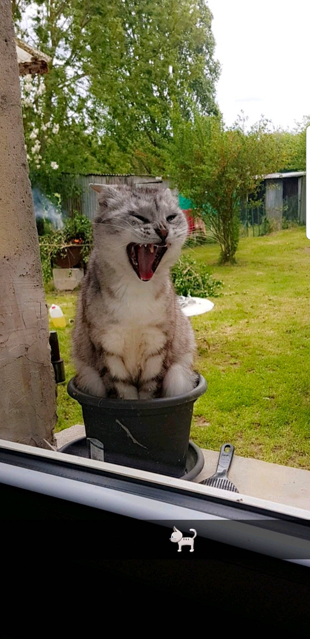 Clara participe au concours pour gagner de l'argent avec cette photo : american_curl, carnivore, cat, domestic_short_haired_cat, felidae, kitten, small_to_medium_sized_cats, whiskers