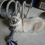 Precious is registered to the contest to win money with this photo: cat, toy, cat_tunnel, floor, blue_eyes, fur, pet, indoor, box, rope_toy, playful, animal, domestic, pet_accessory, collar, whiskers, relaxed, light, shadow, cute