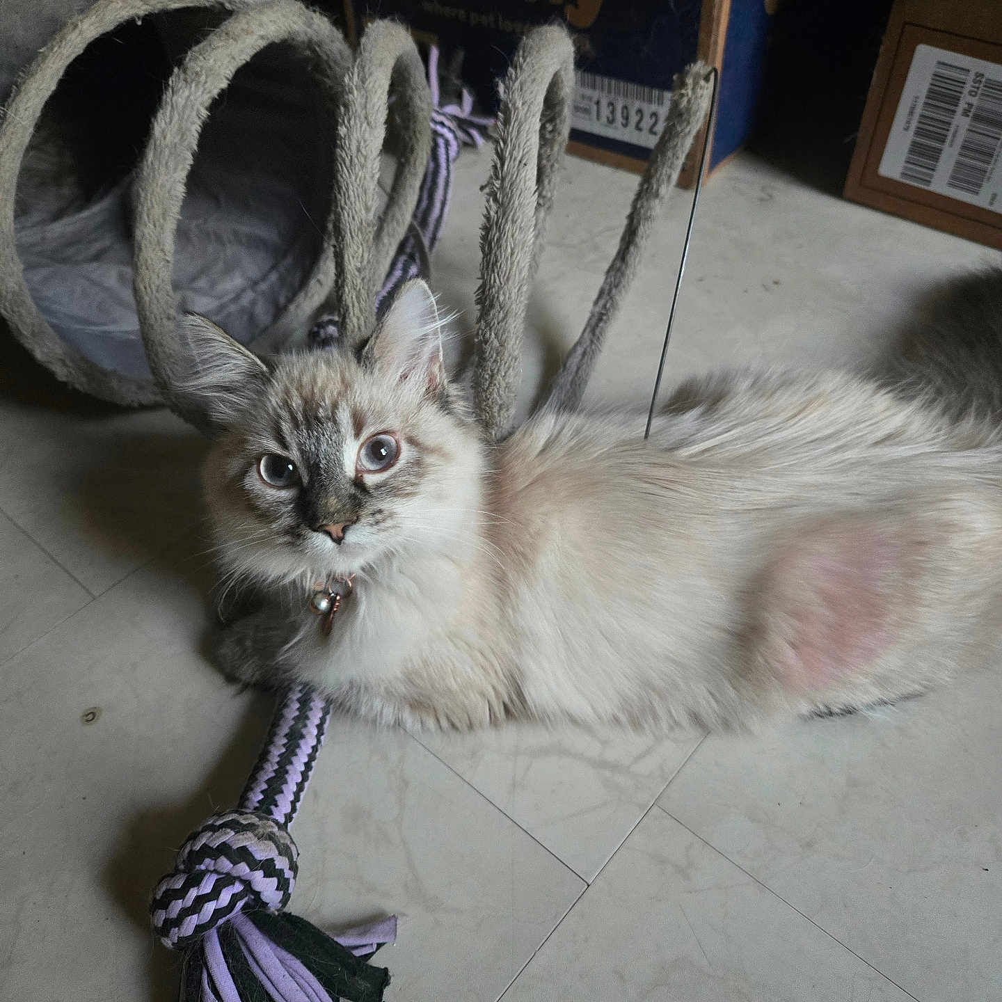 Precious is registered to the contest to win money with this photo: animal, blue_eyes, box, cat, cat_tunnel, collar, cute, domestic, floor, fur, indoor, light, pet, pet_accessory, playful, relaxed, rope_toy, shadow, toy, whiskers