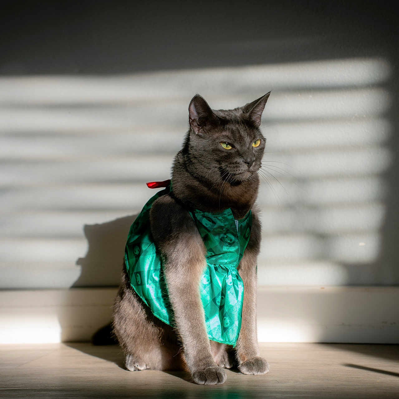 Matcha is registered to the contest to win money with this photo: abyssinian, accessories, animal, bag, blackcat, cat, clothing, dress, egyptiancat, eveningdress, formalwear, hardwood, kitten, manx, pet, scarf, siamese, sphere, strap, wood