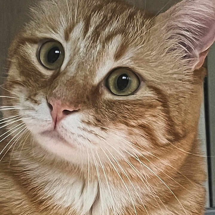 Nayoo