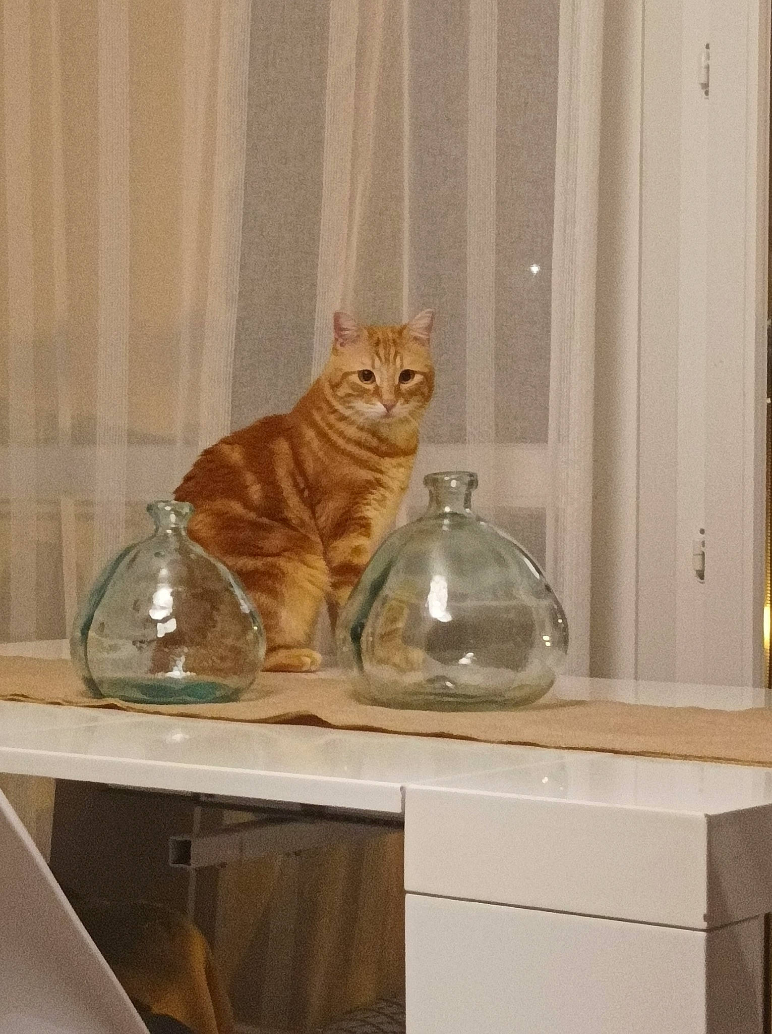 Nayo a rejoint le concours — aidez-le/la à gagner de superbes lots ! bottle, carnivore, cat, countertop, display_case, drinkware, felidae, flooring, glass, interior_design, kitchen, shelf, shelving, small_to_medium_sized_cats, table, tail, water_bottle, whiskers, window, wood