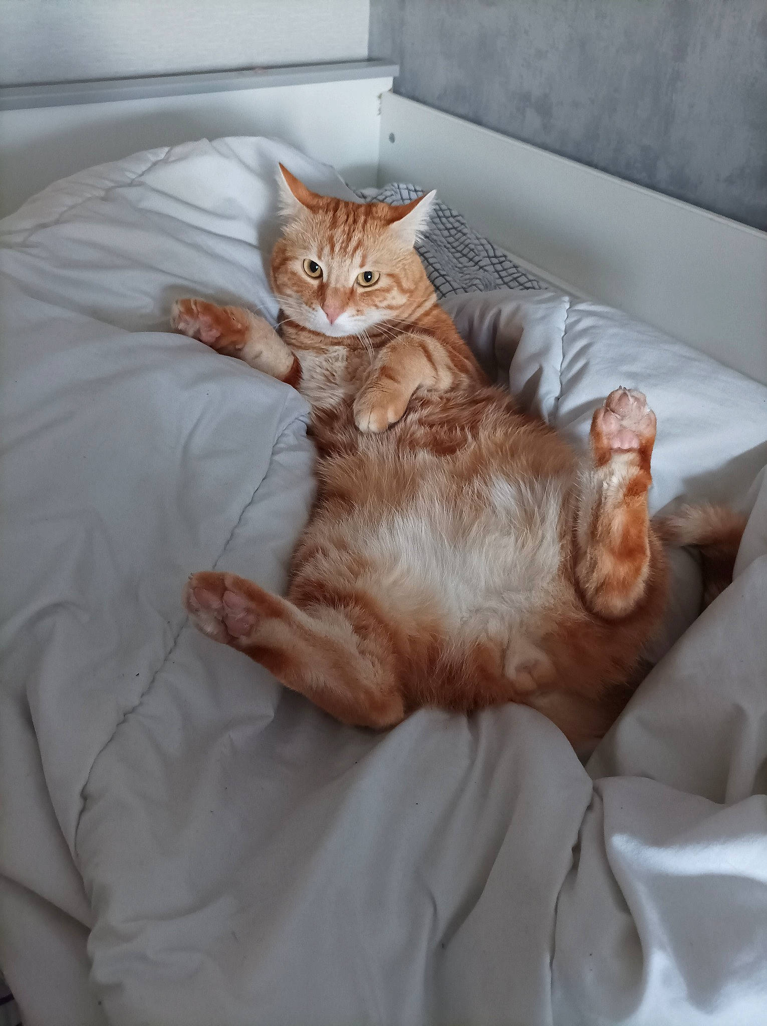 Nayo participe au concours pour gagner de l'argent avec cette photo : bed, bedding, carnivore, cat, comfort, couch, domestic_short_haired_cat, duvet, fawn, felidae, fur, furniture, linens, nap, paw, room, small_to_medium_sized_cats, tail, textile, whiskers