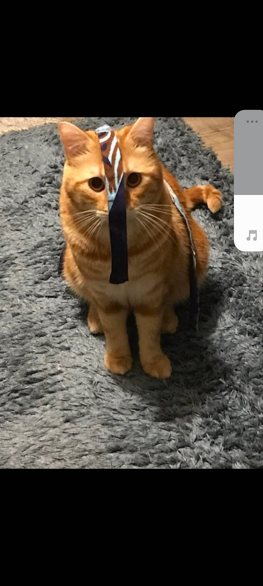 Nayo a rejoint le concours — aidez-le/la à gagner de superbes lots ! art, carnivore, cat, claw, domestic_short_haired_cat, fawn, felidae, flooring, font, fur, grass, paw, photo_caption, small_to_medium_sized_cats, snout, tail, terrestrial_animal, whiskers, wildlife, wood