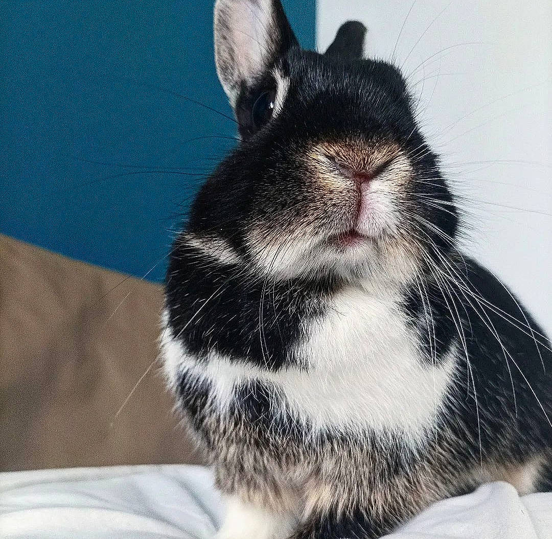 Jully participe au concours pour gagner de l'argent avec cette photo : comfort, eye, foot, fur, hair, head, human_body, paw, snout, terrestrial_animal, whiskers