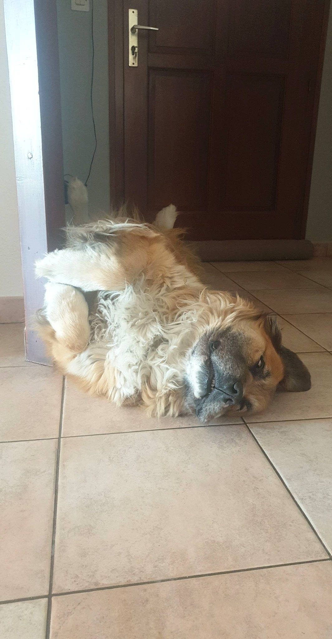 Golem participe au concours pour gagner de l'argent avec cette photo : canidae, carnivore, companion_dog, dog, dog_breed, fawn, glen_of_imaal_terrier, irish_soft_coated_wheaten_terrier, lhasa_apso, pekingese, shih_tzu, sporting_group, tail, tibetan_spaniel, tibetan_terrier, toy_dog