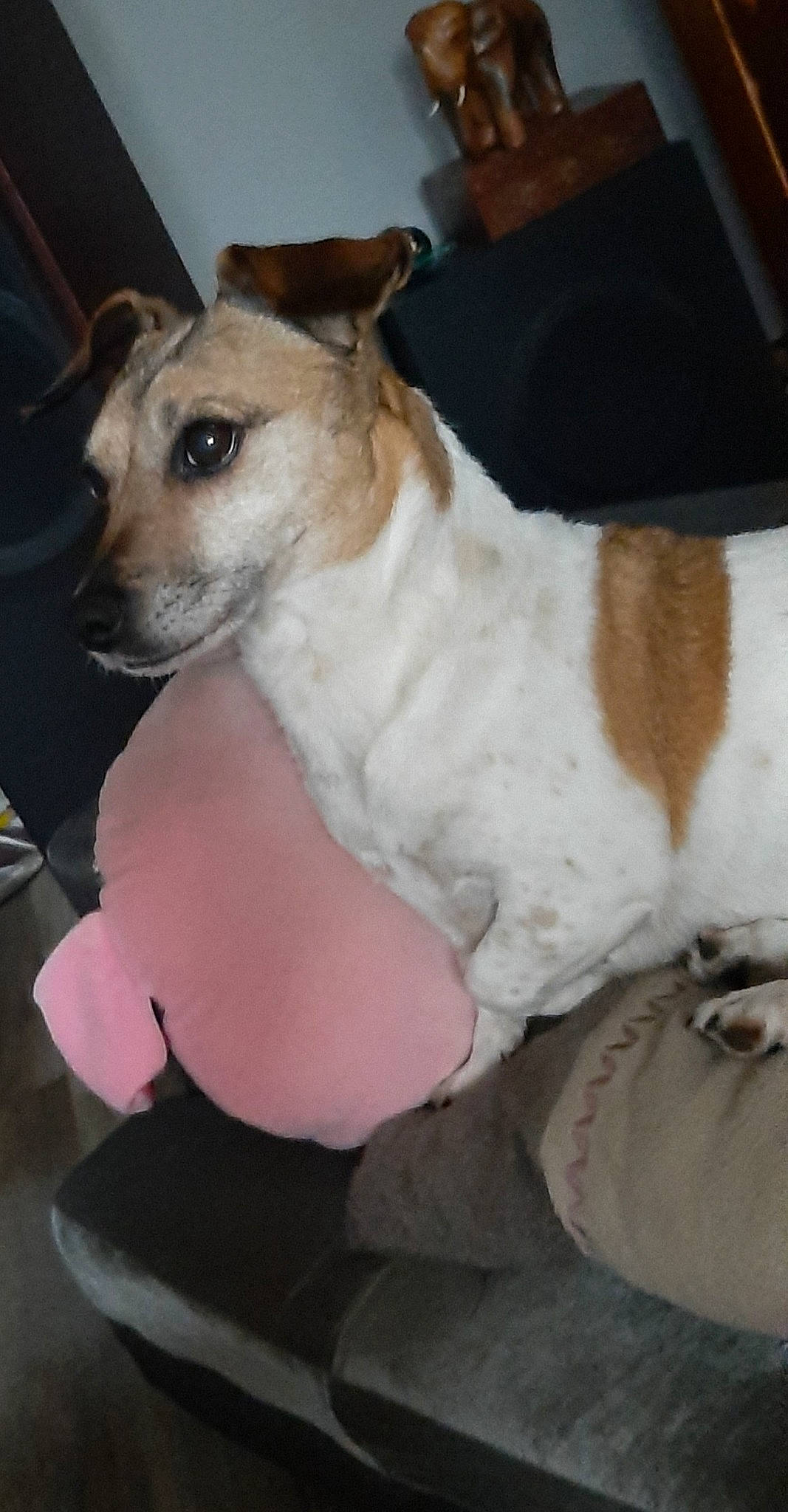 Charly Baby a rejoint le concours — aidez-le/la à gagner de superbes lots ! canidae, carnivore, collar, companion_dog, dog, dog_breed, dog_collar, dog_supply, fur, irishjacks, non_sporting_group, paw, pet_supply, puppy, sporting_group, terrestrial_animal, terrier, toy_dog, whiskers