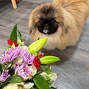 Damon The Dog King joined the competition — help win amazing prizes! animal, bouquet, closeup, companion, curious, cute, dog, domestic_animal, floor, flower, fluffy, green_leaves, indoor, pet, pomeranian, purple_flower, red_flower, small_dog, white_flower, wooden_floor