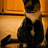cat, calico, indoor, carpet, wooden_cabinet, pet, animal, feline, sitting, fur, whiskers, paws, alert, warm_lighting, shadow, domestic, portrait, cute, household, cozy
