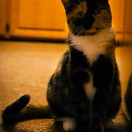 Patches