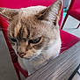 animal, cat, chair, close_up, curious, cute, domestic_cat, ears, face, feline, fur, home, indoor, looking_down, pet, quiet, red_chair, table, whiskers, wooden_table