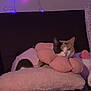 Mercy Angel joined the competition — help win amazing prizes! cat, calico_cat, pet, sleepy, pink, pillow, flower_collar, blanket, cozy, indoor, sofa, fairy_lights, purple_light, soft_texture, relaxed, cute, domestic_animal, fur, resting, home