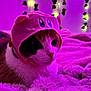 cat, pink_hat, fluffy_blanket, purple_lighting, fairy_lights, ivy_leaves, indoor, cute, cozy, pet, animal, fur, resting, soft_texture, whimsical, portrait, headwear, closeup, domestic_animal, warm