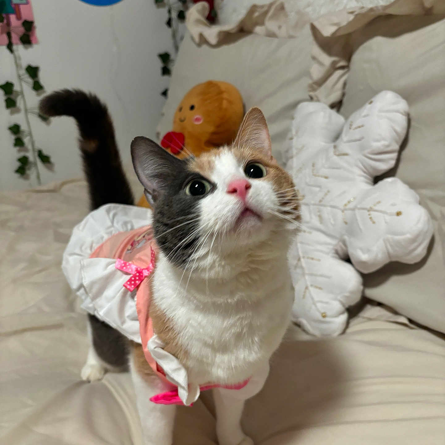 Mercy Angel is registered to the contest to win money with this photo: bed, black_fur, blanket, brown_fur, calico_cat, cat, costume, curious, cute, decor, domestic_animal, feline, indoor, pet, pillow, pink_bow, plush_toy, soft_lighting, whiskers, white_fur