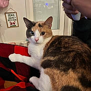 Mercy Angel is registered to the contest to win money with this photo: cat, calico_cat, pet, animal, indoor, blanket, red_and_black, hand, controller, furniture, window, sign, text, wall, door, curious, sitting, looking, domestic_animal, cozy