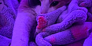 Mercy Angel joined the competition — help win amazing prizes! cat, blanket, purple_light, cozy, feline, paw, soft_texture, indoor, resting, cute, patterned_blanket, fur, relaxed, animal, pet, close_up, comfort, warm, sleepy, domestic_cat