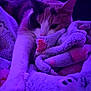cat, blanket, purple_light, cozy, feline, paw, soft_texture, indoor, resting, cute, patterned_blanket, fur, relaxed, animal, pet, close_up, comfort, warm, sleepy, domestic_cat