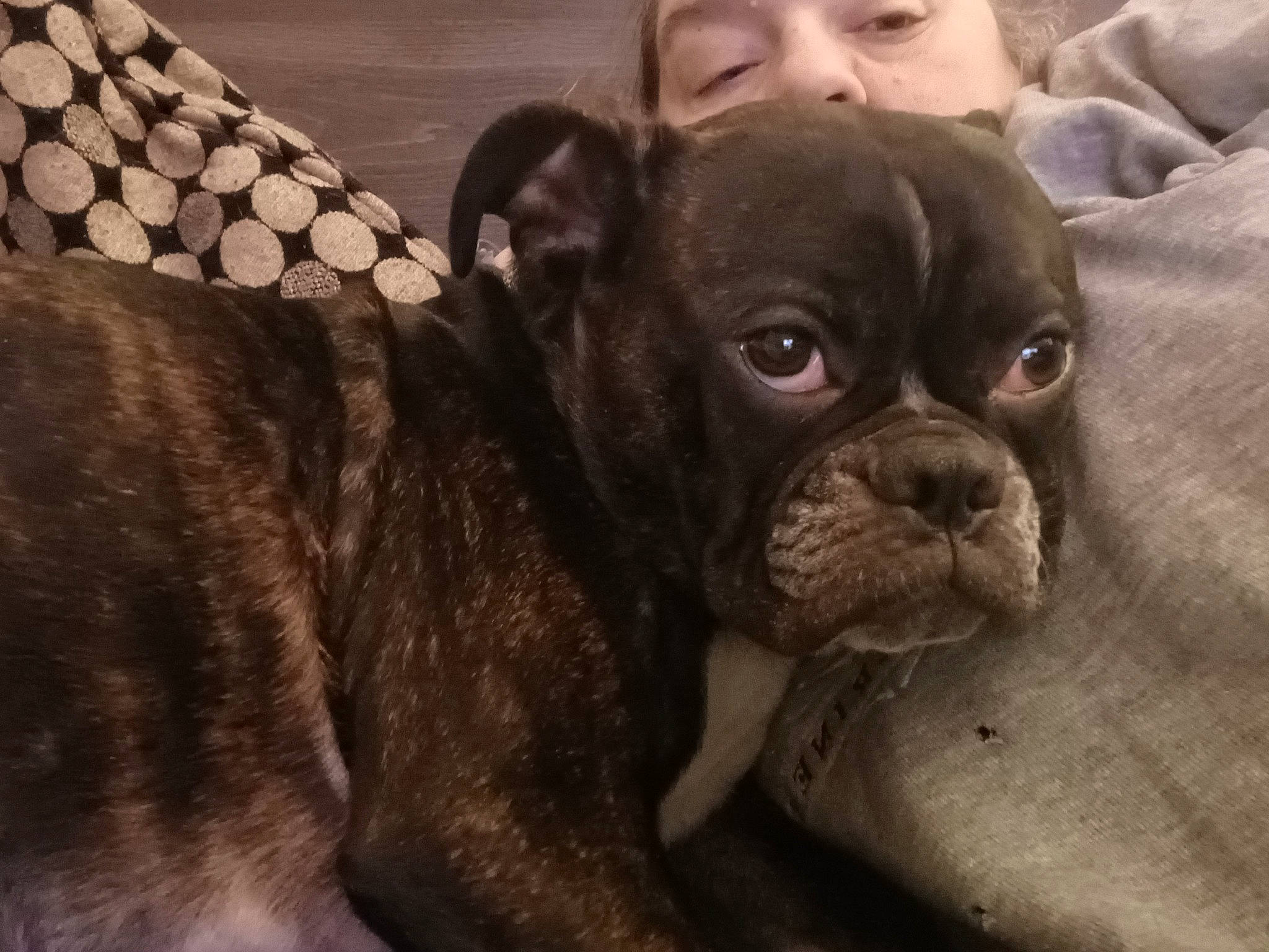 Zoey joined the competition — help win amazing prizes! bulldog, canidae, carnivore, comfort, companion_dog, dog, dog_breed, ear, fawn, french_bulldog, molosser, pug, puppy, snout, sporting_group, terrestrial_animal, toy_dog, whiskers, working_animal, wrinkle