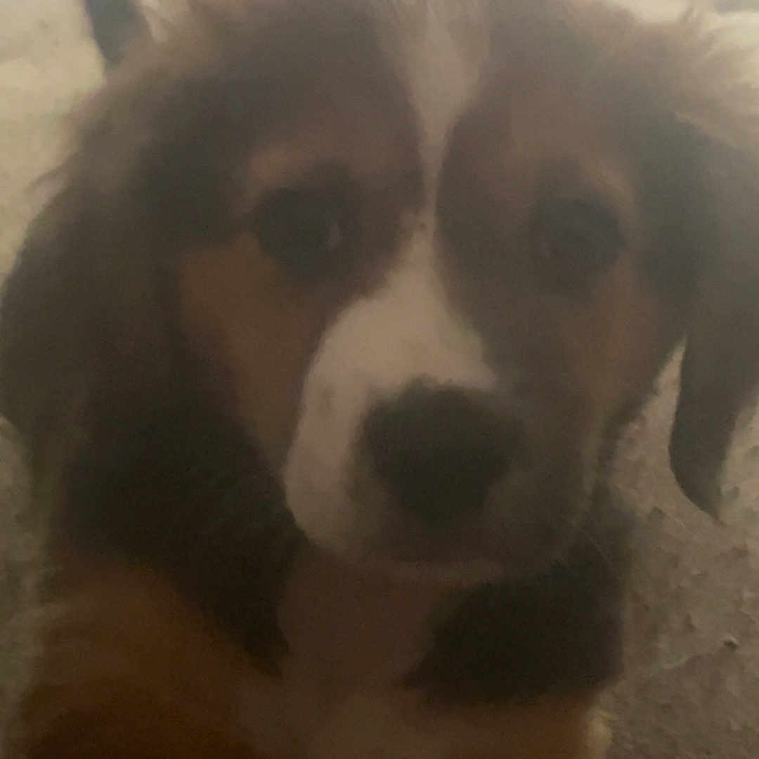 Posie is registered to the contest to win money with this photo: animal, architecture, beagle, building, canine, computerhardware, dog, electronics, furniture, goldenretriever, hardware, hound, husky, indoors, livingroom, monitor, pet, puppy, screen, tv