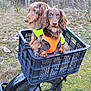 dog, dachshund, pet, animal, crate, bicycle, bike, outdoor, forest, grass, nature, leafless_trees, safety_vest, brown_dog, long_hair, two_dogs, muzzle, ears, paws, travel