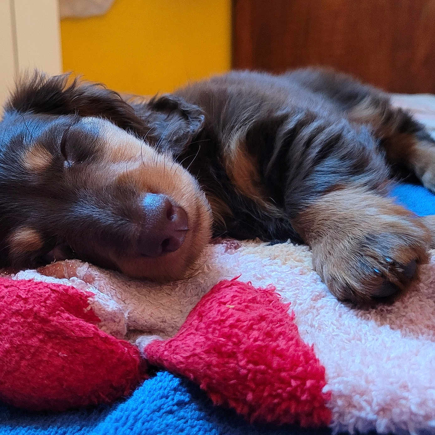 Vodka a rejoint le concours — aidez-le/la à gagner de superbes lots ! animal, bedroom, blanket, close_up, comfort, cozy, cute, dog, fur, indoor, nap, paw, pet, puppy, relax, rest, sleeping, snuggle, soft, young