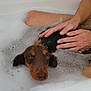 dog, bath, bubbles, water, hands, pet, canine, brown_dog, bubble_bath, soapy_water, relaxation, wet_fur, indoor, tub, human_hands, close_up, animal, companion, cleaning, cute
