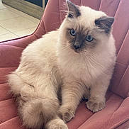 Atchoum participe au concours pour gagner de l'argent avec cette photo : animal, blue_eyes, cat, cozy, curious, cute, domestic, floor_tiles, fluffy, furniture, household, indoor, paws, pet, pink_chair, portrait, relaxed, sitting, soft_fur, whiskers