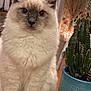 animal, blue_eyes, cactus, cat, close_up, cozy, curious, cute, decor, domestic_cat, fluffy, furniture, indoor, pet, plant, pot, sitting, table, warm_lighting, whiskers