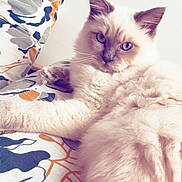 Atchoum a rejoint le concours — aidez-le/la à gagner de superbes lots ! cat, blue_eyes, fluffy, cream_colored, pet, indoor, bedspread, patterned, relaxed, fur, whiskers, animal, feline, resting, close_up, cute, laying_down, domestic_animal, soft, calm