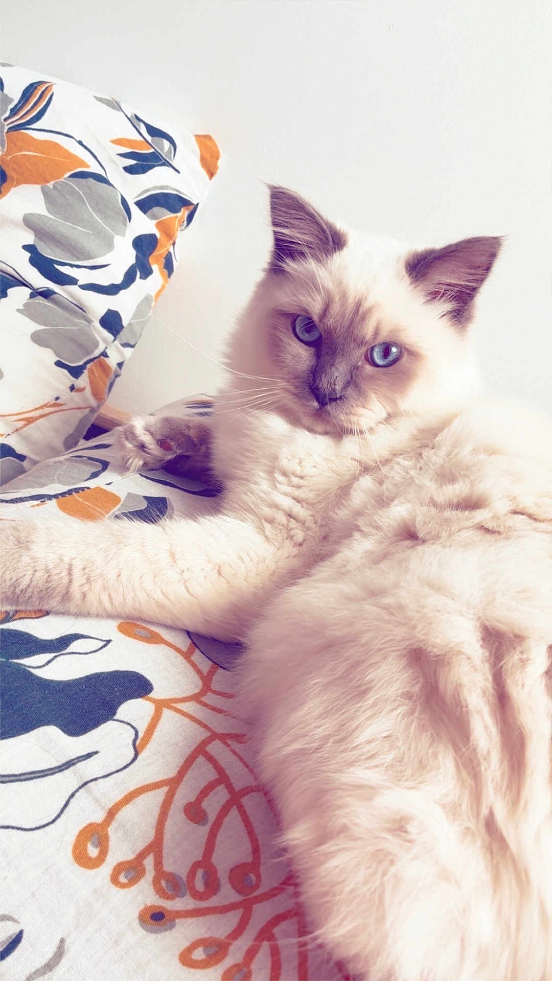 Atchoum a rejoint le concours — aidez-le/la à gagner de superbes lots ! cat, blue_eyes, fluffy, cream_colored, pet, indoor, bedspread, patterned, relaxed, fur, whiskers, animal, feline, resting, close_up, cute, laying_down, domestic_animal, soft, calm