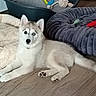 dog, puppy, husky, siberian_husky, fluffy, white_fur, gray_fur, blue_eyes, pet, animal, lying_down, indoor, home, wooden_floor, dog_bed, blanket, dog_toy, colorful_toy, portrait, cute