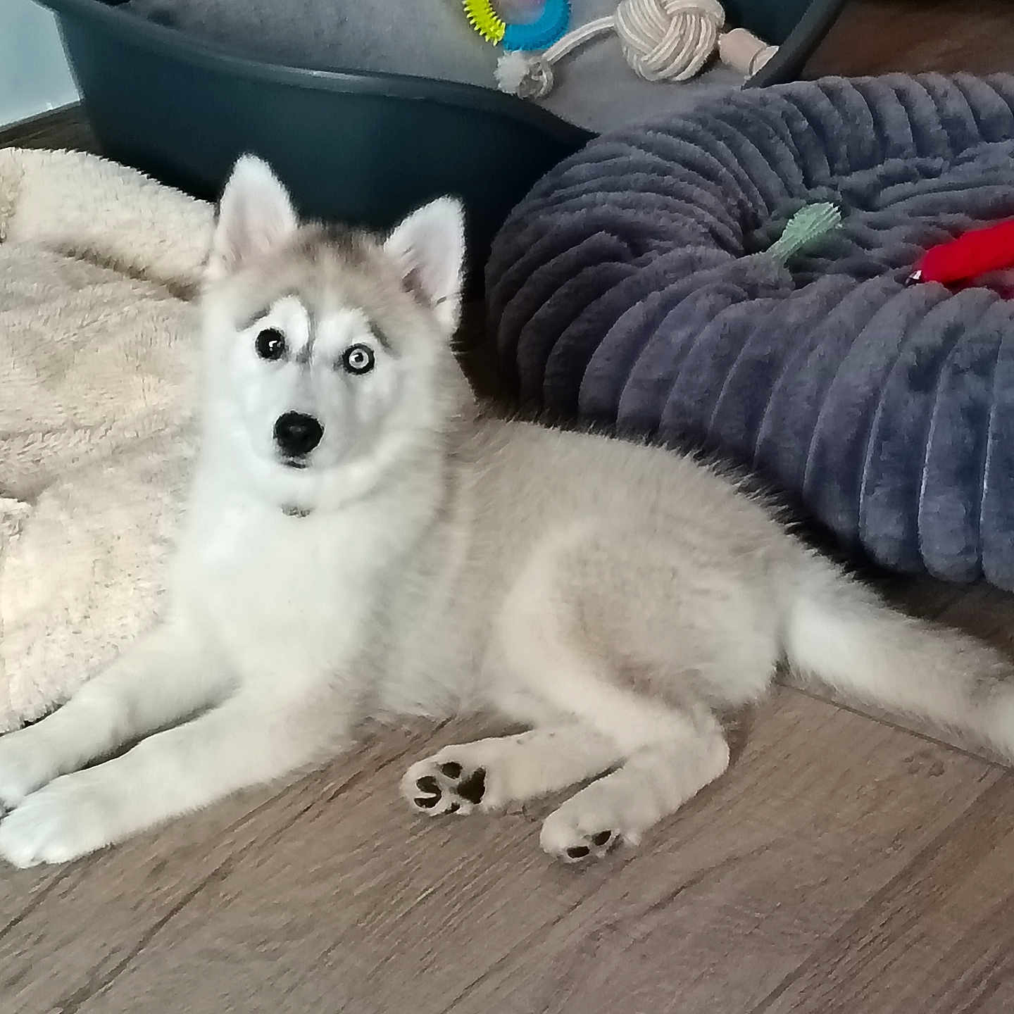 Bounty a rejoint le concours — aidez-le/la à gagner de superbes lots ! dog, puppy, husky, siberian_husky, fluffy, white_fur, gray_fur, blue_eyes, pet, animal, lying_down, indoor, home, wooden_floor, dog_bed, blanket, dog_toy, colorful_toy, portrait, cute