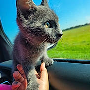 Pewter is registered to the contest to win money with this photo: animal, blue_sky, car_interior, cat, close_up, curious, domestic_cat, feline, fur, gray_cat, green_field, hand, kitten, nature_outside, pet, portrait, sunlight, whiskers, window, young_cat